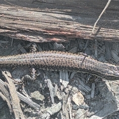 Eulamprus heatwolei at Kiah, NSW - 8 Mar 2025 02:38 PM