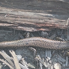 Eulamprus heatwolei at Kiah, NSW - 8 Mar 2025 02:38 PM