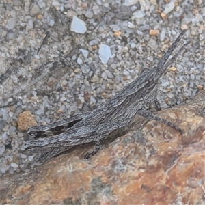 Coryphistes ruricola at Kiah, NSW - 8 Mar 2025 02:32 PM