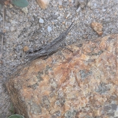 Coryphistes ruricola at Kiah, NSW - 8 Mar 2025 02:32 PM