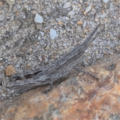 Coryphistes ruricola at Kiah, NSW - 8 Mar 2025 02:32 PM