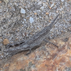 Coryphistes ruricola at Kiah, NSW - 8 Mar 2025 02:32 PM