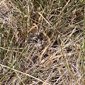 Bombyliidae (family) (Unidentified Bee fly) at Flynn, ACT - 8 Mar 2025 by Rosie