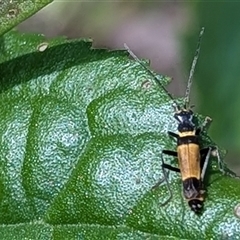 Chauliognathus imperialis at Kiah, NSW - 8 Mar 2025 02:47 PM