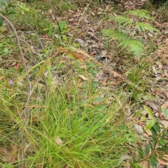 Themeda triandra (Kangaroo Grass) at Copmanhurst, NSW - 10 Jan 2025 by MazzV