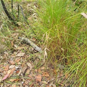 Themeda triandra at Copmanhurst, NSW - suppressed