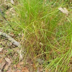 Themeda triandra at Copmanhurst, NSW - suppressed