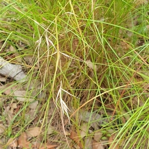 Themeda triandra at Copmanhurst, NSW - suppressed