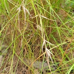 Themeda triandra at Copmanhurst, NSW - suppressed