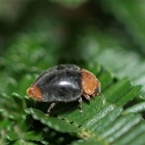 Cryptolaemus montrouzieri (Mealybug ladybird) at Higgins, ACT - 24 Feb 2025 by AlisonMilton