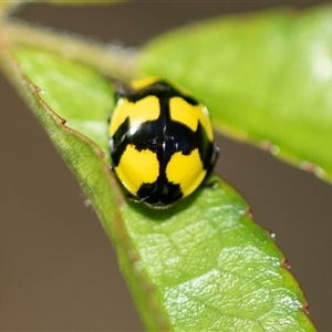 Illeis galbula (Fungus-eating Ladybird) at Higgins, ACT - 24 Feb 2025 by AlisonMilton