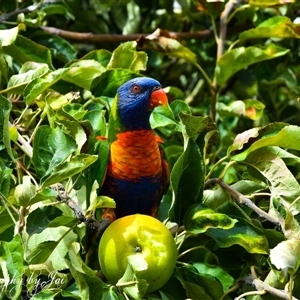 Trichoglossus moluccanus at Kandos, NSW - suppressed