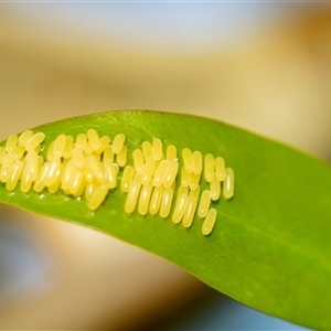 Paropsisterna cloelia (Eucalyptus variegated beetle) at Higgins, ACT - 24 Feb 2025 by AlisonMilton