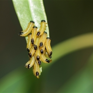 Paropsisterna cloelia (Eucalyptus variegated beetle) at Higgins, ACT - 24 Feb 2025 by AlisonMilton