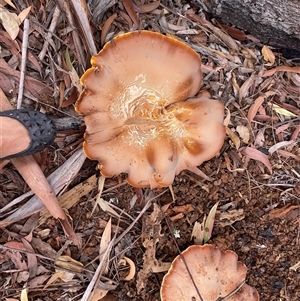 Unidentified Fungus at West Haven, NSW - 8 Mar 2025 by pls047