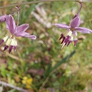 Arthropodium milleflorum (Vanilla Lily) at Nurenmerenmong, NSW - 28 Dec 2024 by joscobie