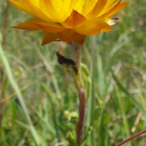 Xerochrysum subundulatum (Alpine Everlasting) by joscobie