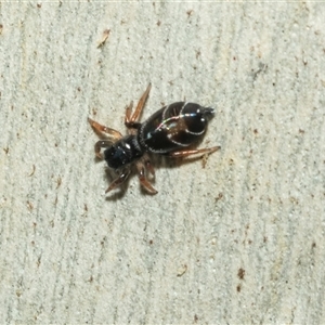 Apricia jovialis (Jovial jumping spider) at Higgins, ACT - 24 Feb 2025 by AlisonMilton