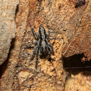 Unidentified Other hunting spider at Higgins, ACT - 24 Feb 2025 by AlisonMilton