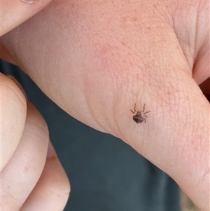 Dolophones sp. (genus) (Wrap-around spider) at Cook, ACT - 8 Mar 2025 by LouiseSproule