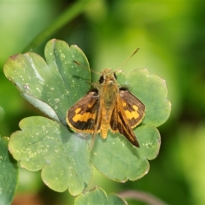 Ocybadistes walkeri (Green Grass-dart) at Higgins, ACT - 24 Feb 2025 by AlisonMilton