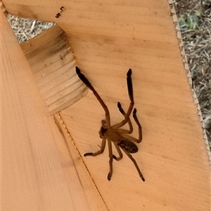 Delena cancerides (Social huntsman spider) at Cook, ACT - 8 Mar 2025 by LouiseSproule