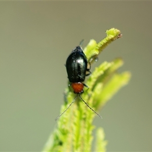 Adoxia benallae (Leaf beetle) at Higgins, ACT - 24 Feb 2025 by AlisonMilton