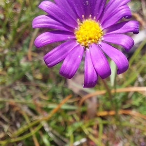 Calotis scabiosifolia var. integrifolia (Rough Burr-daisy) by joscobie