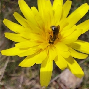 Microseris lanceolata (Yam Daisy) by joscobie