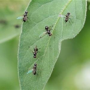 Sepsidae (family) (Ant fly) at Tharwa, ACT - 7 Mar 2025 by RodDeb