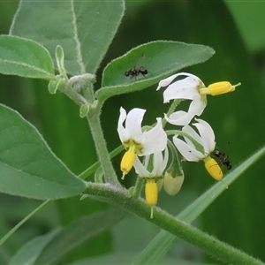 Solanum chenopodioides (Whitetip Nightshade) at Tharwa, ACT - 7 Mar 2025 by RodDeb