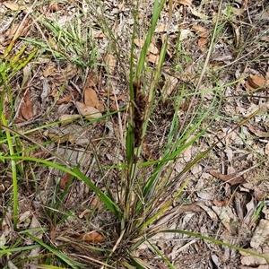 Gahnia aspera (Red-berried Saw-sedge) at Copmanhurst, NSW - 15 Jan 2025 by MazzV