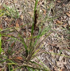 Gahnia aspera at suppressed - suppressed