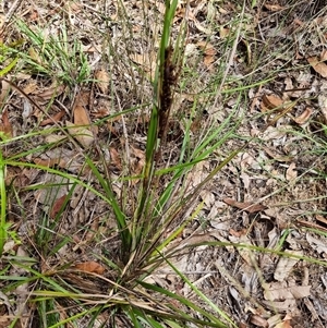 Gahnia aspera at suppressed - suppressed