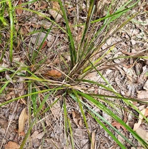 Gahnia aspera at suppressed - suppressed