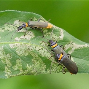 Chauliognathus lugubris (Plague Soldier Beetle) at Tharwa, ACT - 7 Mar 2025 by RodDeb