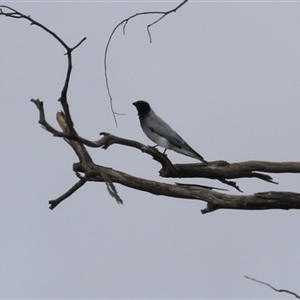 Coracina novaehollandiae (Black-faced Cuckooshrike) at Tharwa, ACT - 7 Mar 2025 by RodDeb