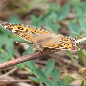 Junonia villida (Meadow Argus) at Tharwa, ACT - 7 Mar 2025 by RodDeb