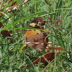 Heteronympha merope (Common Brown Butterfly) at Tharwa, ACT - 7 Mar 2025 by RodDeb