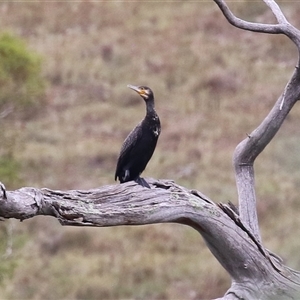 Phalacrocorax carbo at Tharwa, ACT - 7 Mar 2025 by RodDeb