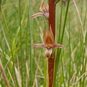 Paraprasophyllum bagoense (Bago Leek Orchid) by joscobie