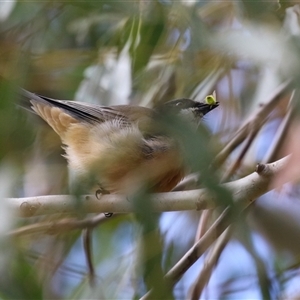 Pachycephala rufiventris at Tharwa, ACT - 7 Mar 2025 by RodDeb