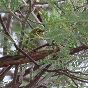 Zosterops lateralis (Silvereye) at Tharwa, ACT - 7 Mar 2025 by RodDeb