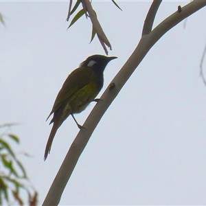 Nesoptilotis leucotis (White-eared Honeyeater) at Tharwa, ACT - 7 Mar 2025 by RodDeb