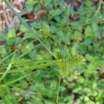 Cyperus sp. at Copmanhurst, NSW - 19 Jan 2025 by MazzV