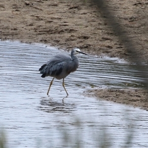 Egretta novaehollandiae at Tharwa, ACT - 7 Mar 2025 12:00 PM