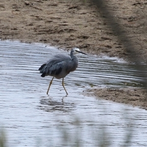 Egretta novaehollandiae (White-faced Heron) at Tharwa, ACT - 7 Mar 2025 by RodDeb