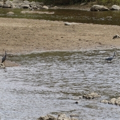 Egretta novaehollandiae at Tharwa, ACT - 7 Mar 2025 12:00 PM