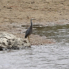 Egretta novaehollandiae at Tharwa, ACT - 7 Mar 2025 12:00 PM