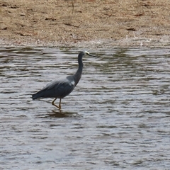 Egretta novaehollandiae at Tharwa, ACT - 7 Mar 2025 12:00 PM